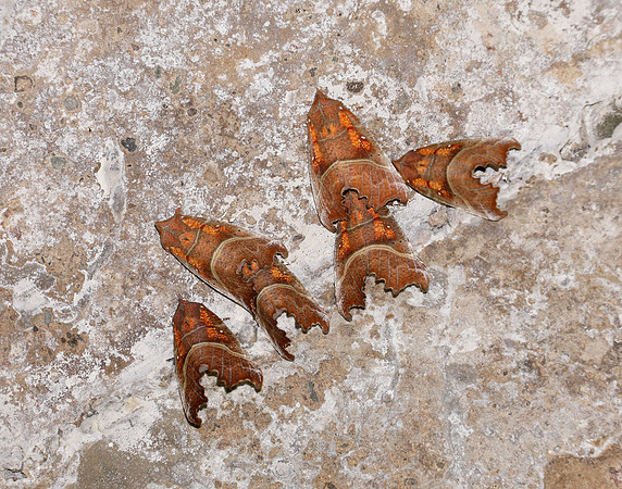 72.001 BF2469  Herald Scoliopteryx libatrix