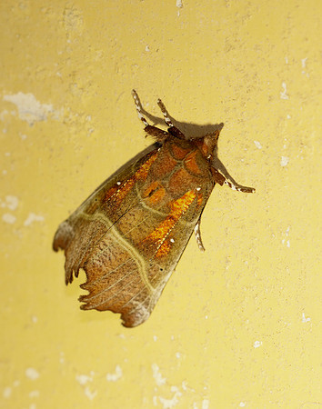 72.001 BF2469  Herald Scoliopteryx libatrix