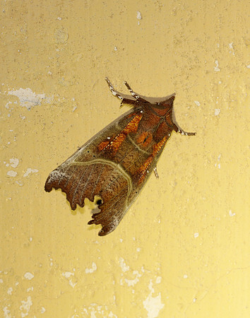 72.001 BF2469  Herald Scoliopteryx libatrix
