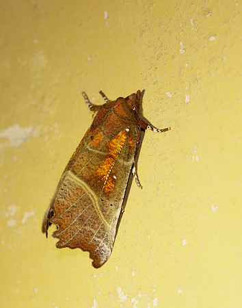 72.001 BF2469  Herald Scoliopteryx libatrix
