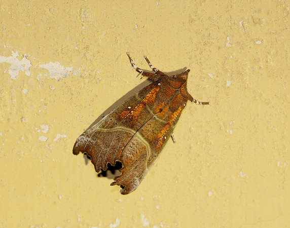 72.001 BF2469  Herald Scoliopteryx libatrix