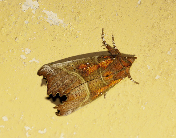 72.001 BF2469  Herald Scoliopteryx libatrix