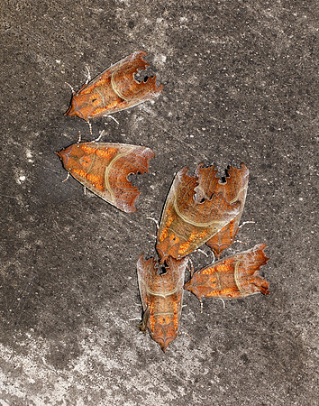 72.001 BF2469  Herald Scoliopteryx libatrix