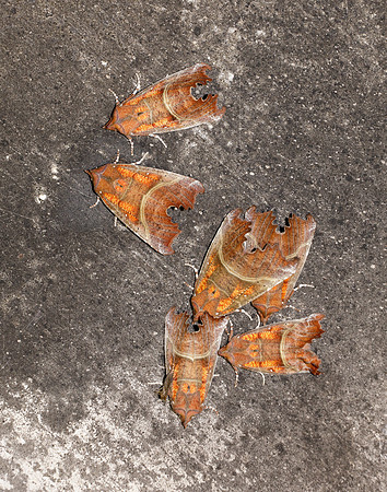 72.001 BF2469  Herald Scoliopteryx libatrix