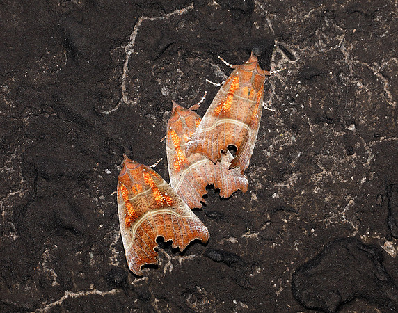 72.001 BF2469  Herald Scoliopteryx libatrix