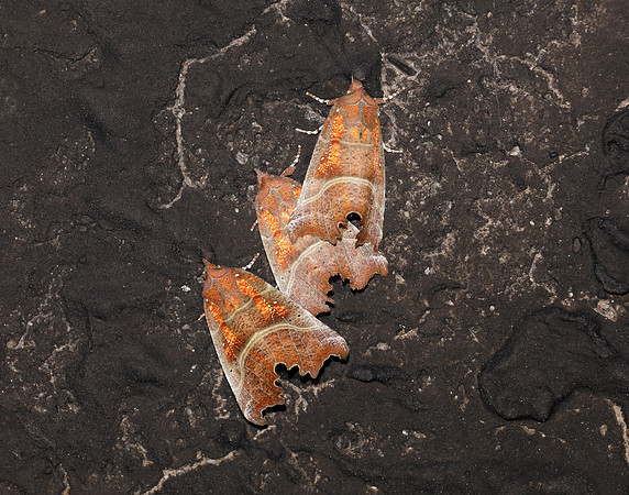 72.001 BF2469  Herald Scoliopteryx libatrix