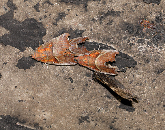 72.001 BF2469  Herald Scoliopteryx libatrix