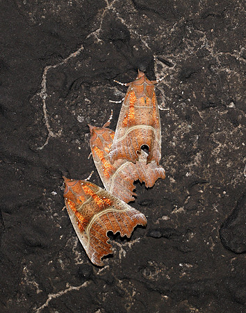 72.001 BF2469  Herald Scoliopteryx libatrix