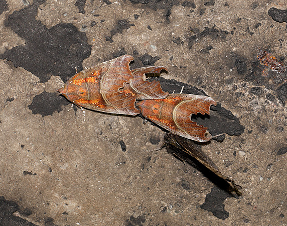 72.001 BF2469  Herald Scoliopteryx libatrix