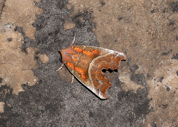 72.001 BF2469  Herald Scoliopteryx libatrix
