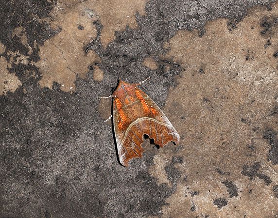 72.001 BF2469  Herald Scoliopteryx libatrix