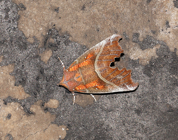 72.001 BF2469  Herald Scoliopteryx libatrix