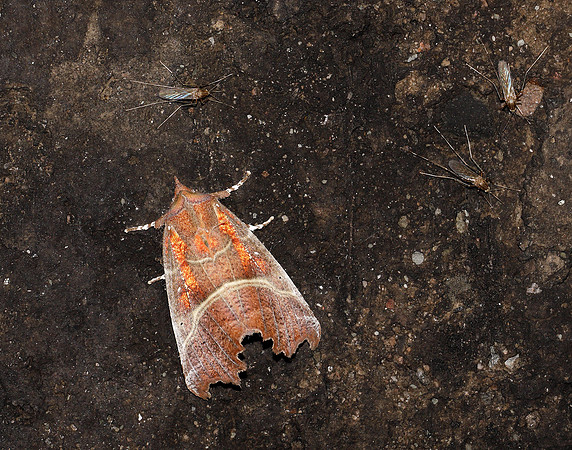 72.001 BF2469  Herald Scoliopteryx libatrix