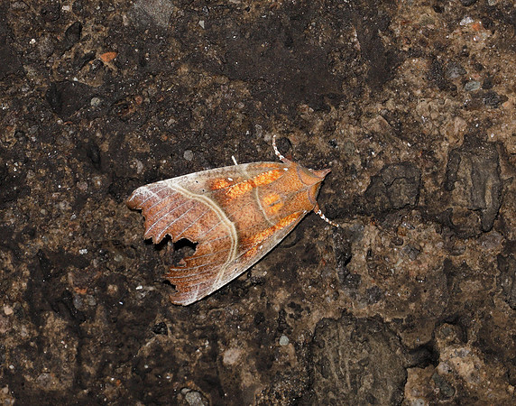 72.001 BF2469  Herald Scoliopteryx libatrix