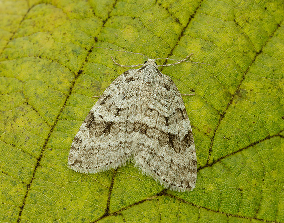 70.109 BF1797 Autumnal Moth Epirrita autumnata