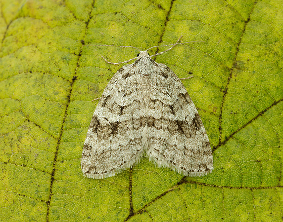 70.109 BF1797 Autumnal Moth Epirrita autumnata