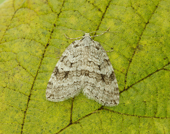 70.109 BF1797 Autumnal Moth Epirrita autumnata
