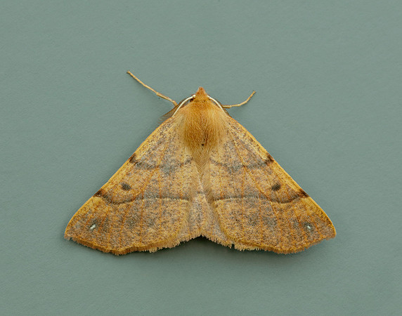 70.244 BF1923 Feathered Thorn Colotois pennaria