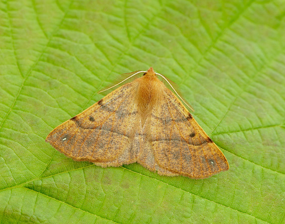 70.244 BF1923 Feathered Thorn Colotois pennaria
