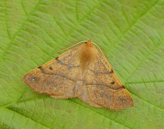70.244 BF1923 Feathered Thorn Colotois pennaria