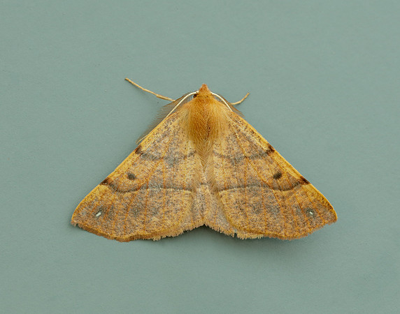 70.244 BF1923 Feathered Thorn Colotois pennaria