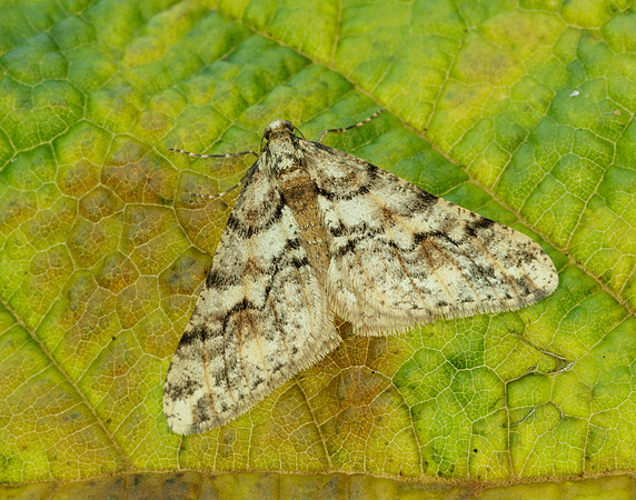 70.253 BF1932 Spring Usher Agriopis leucophaearia