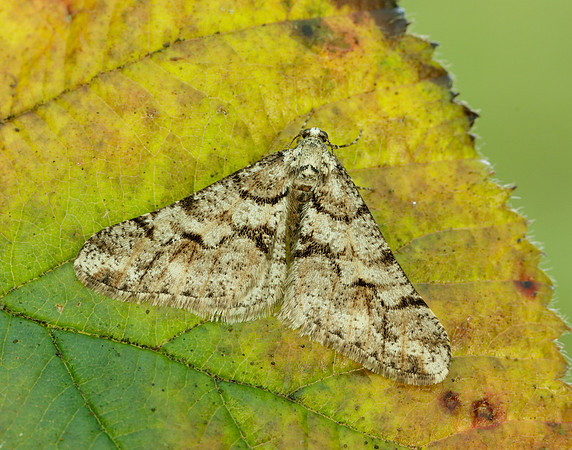 70.253 BF1932 Spring Usher Agriopis leucophaearia