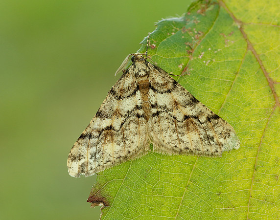 70.253 BF1932 Spring Usher Agriopis leucophaearia