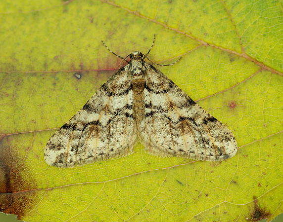 70.253 BF1932 Spring Usher Agriopis leucophaearia
