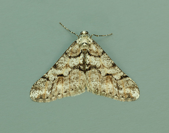 70.253 BF1932 Spring Usher Agriopis leucophaearia