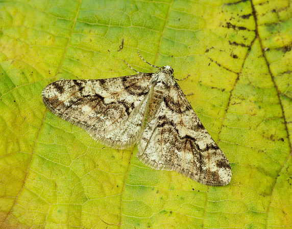 70.253 BF1932 Spring Usher Agriopis leucophaearia