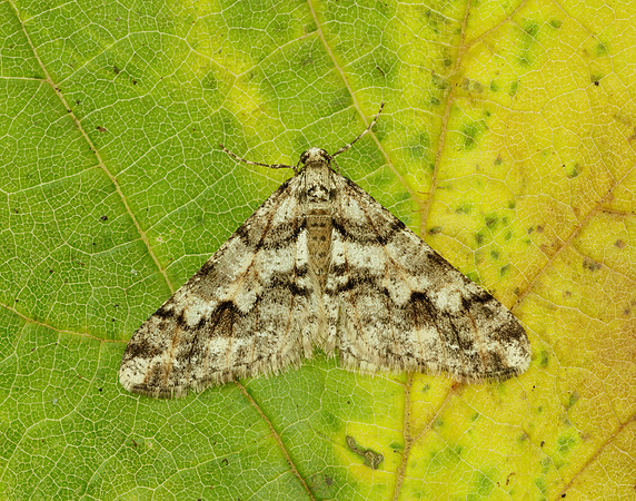 70.253 BF1932 Spring Usher Agriopis leucophaearia