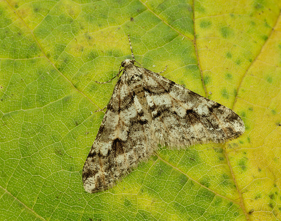 70.253 BF1932 Spring Usher Agriopis leucophaearia