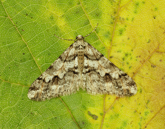 70.253 BF1932 Spring Usher Agriopis leucophaearia