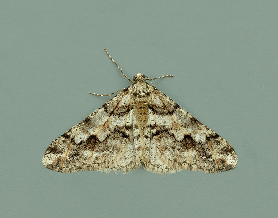 70.253 BF1932 Spring Usher Agriopis leucophaearia