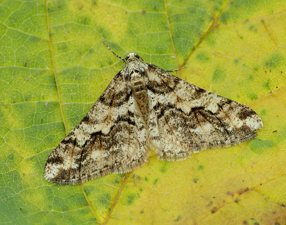 70.253 BF1932 Spring Usher Agriopis leucophaearia