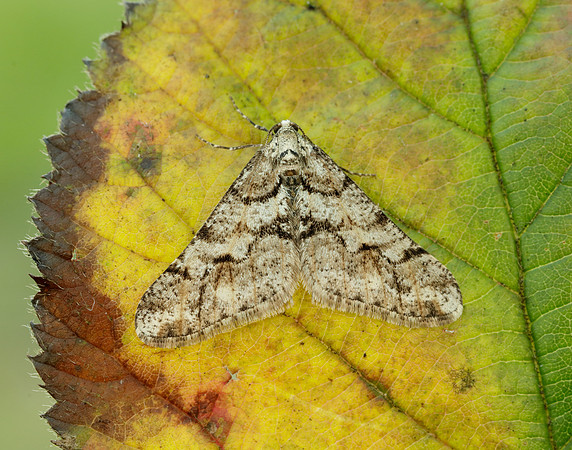 70.253 BF1932 Spring Usher Agriopis leucophaearia