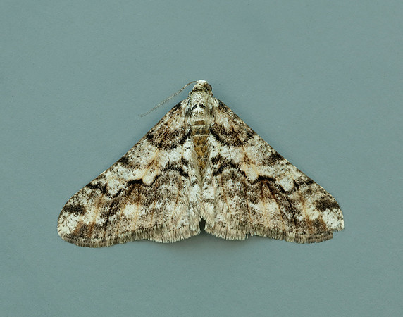 70.253 BF1932 Spring Usher Agriopis leucophaearia