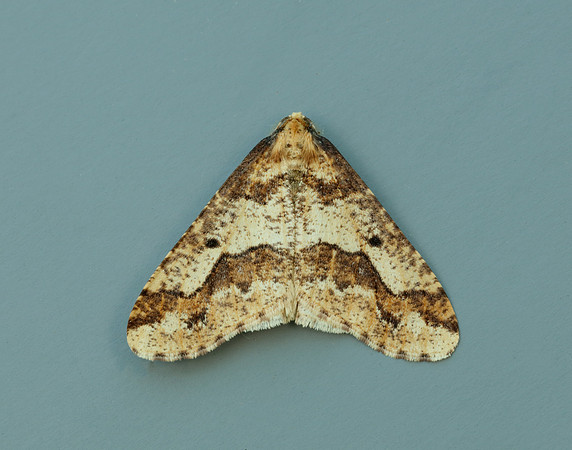 70.256 BF1935 Mottled Umber Erannis defoliaria