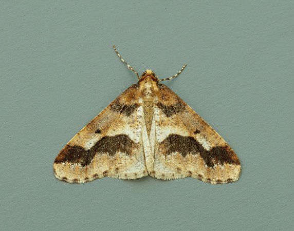 70.256 BF1935 Mottled Umber Erannis defoliaria
