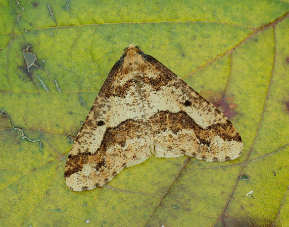 70.256 BF1935 Mottled Umber Erannis defoliaria