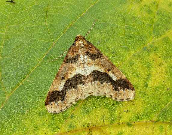 70.256 BF1935 Mottled Umber Erannis defoliaria