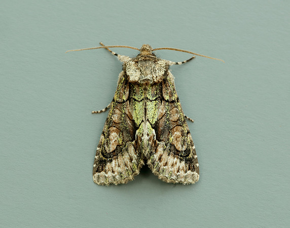 73.068 BF2245 Green-brindled Crescent Allophyes oxyacanthae