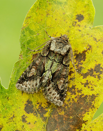 73.068 BF2245 Green-brindled Crescent Allophyes oxyacanthae