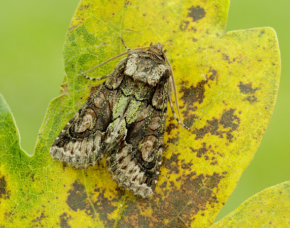 73.068 BF2245 Green-brindled Crescent Allophyes oxyacanthae