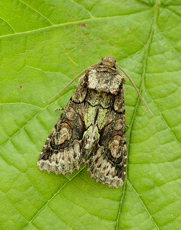 73.068 BF2245 Green-brindled Crescent Allophyes oxyacanthae