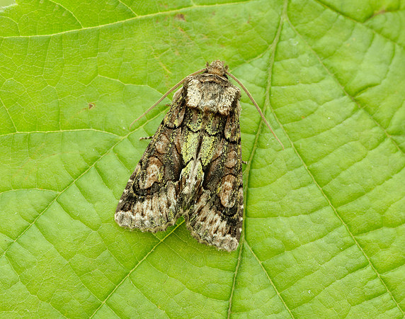 73.068 BF2245 Green-brindled Crescent Allophyes oxyacanthae