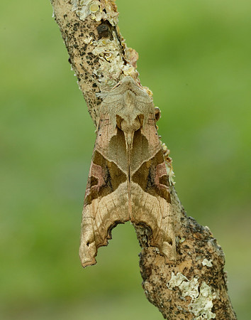 73.113 BF2306 Angle Shades Phlogophora meticulosa