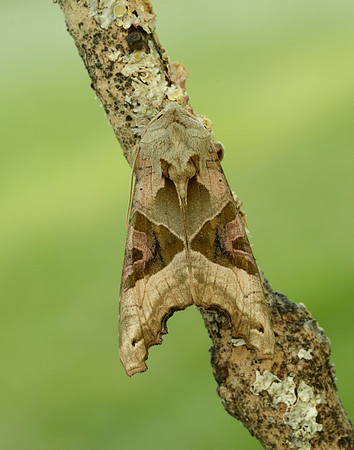 73.113 BF2306 Angle Shades Phlogophora meticulosa