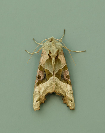 73.113 BF2306 Angle Shades Phlogophora meticulosa